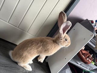 Continental Giant rabbits - Advert 5