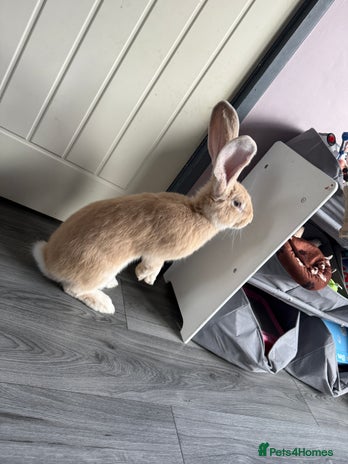 Continental Giant rabbits - Advert 1
