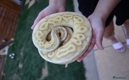 Python Snake reptiles for sale: Lovely male banana pewter royal python  - Image 3