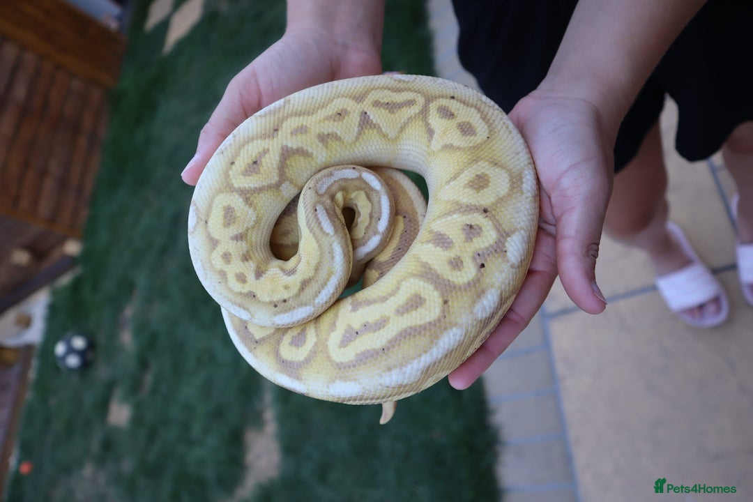 Python Snake reptiles for sale: Lovely male banana pewter royal python  - Image 3