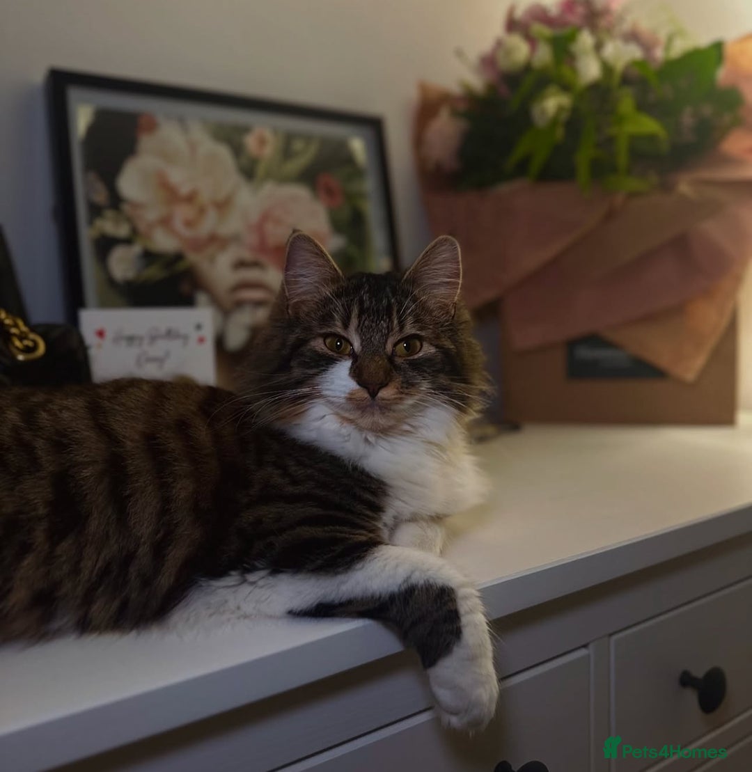 British Longhair cats for sale: Kittens for sale! - Image 6