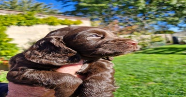 Cocker Spaniel dogs - Advert 4