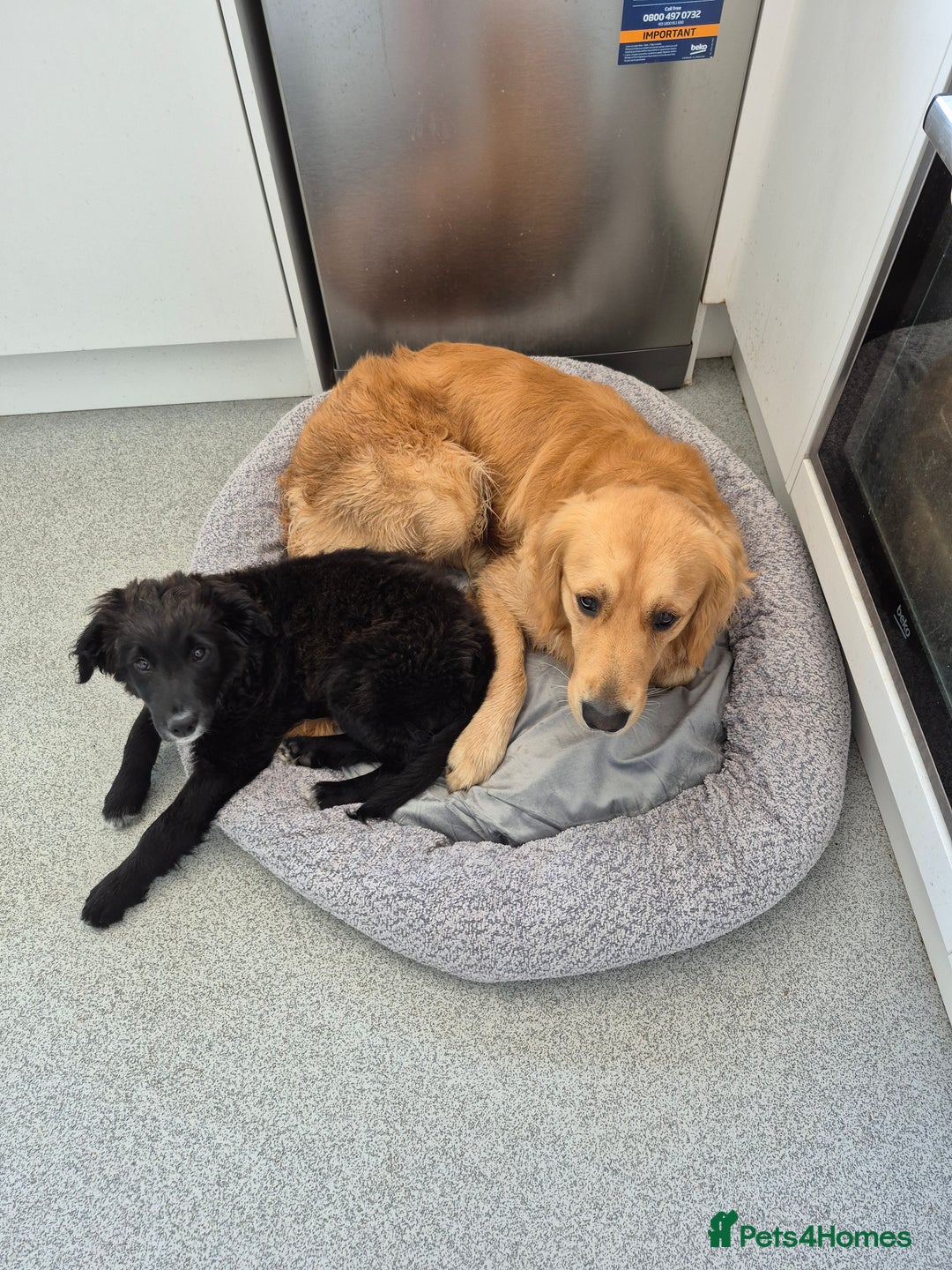 Golden Retriever dogs for stud: Our Loveable Goof in Woking - Image 21