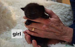 Scottish Fold cats for sale: 7 kittens for sale - ready 16th december - Image 6