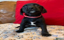 Springador dogs for sale: STUNNING SPRINGADOR PUPPIES  - Image 6