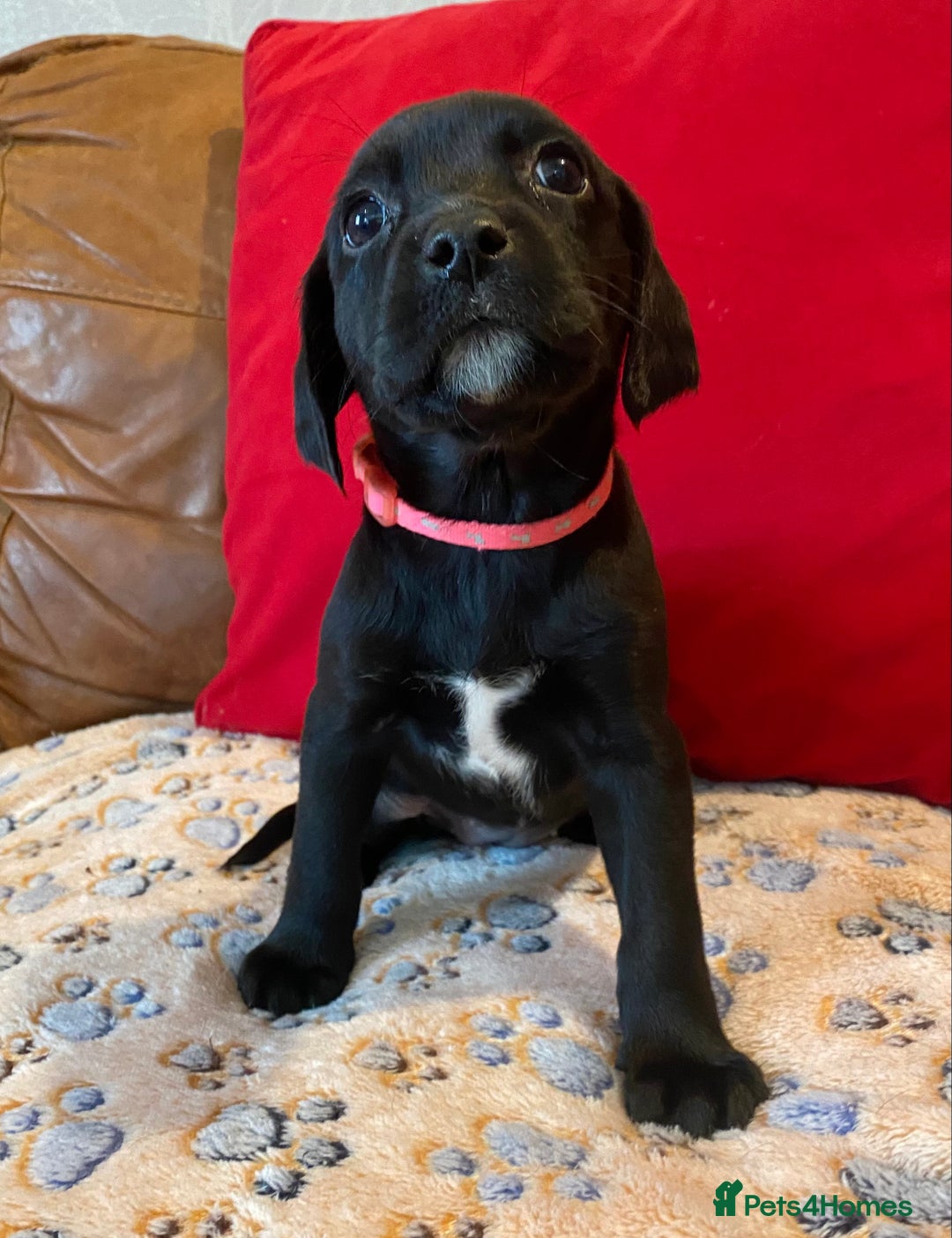 Springador dogs for sale: STUNNING SPRINGADOR PUPPIES  - Image 6