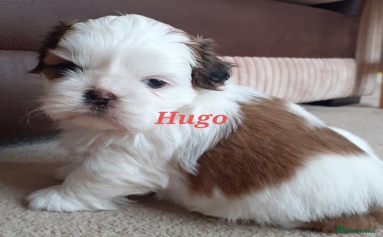 Shih Tzu dogs - Advert 1