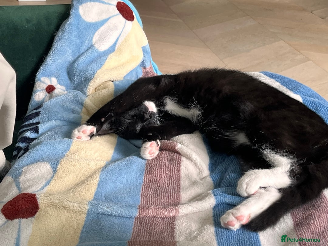 Mixed Breed cats for sale: Adorable Kittens Looking for Their Forever Homes - Image 3