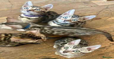 Bengal cats - Advert 12