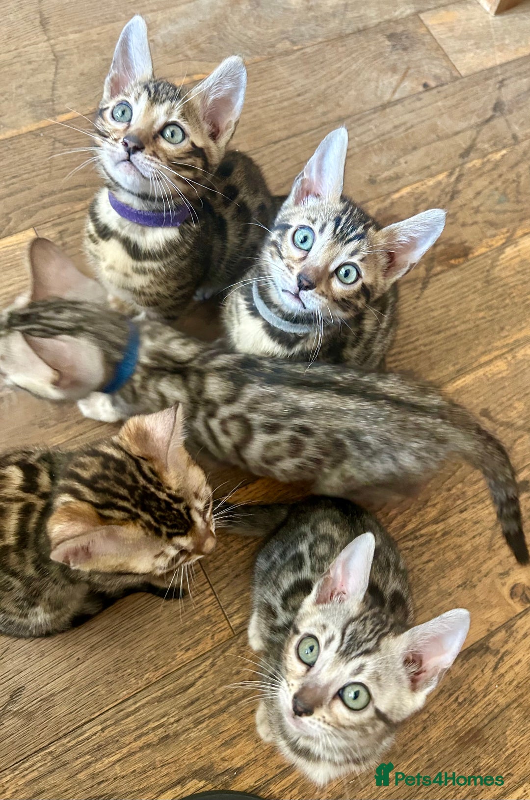 Bengal cats for sale: 5 Stunning Bengal girls ready for their new homes - Image 2