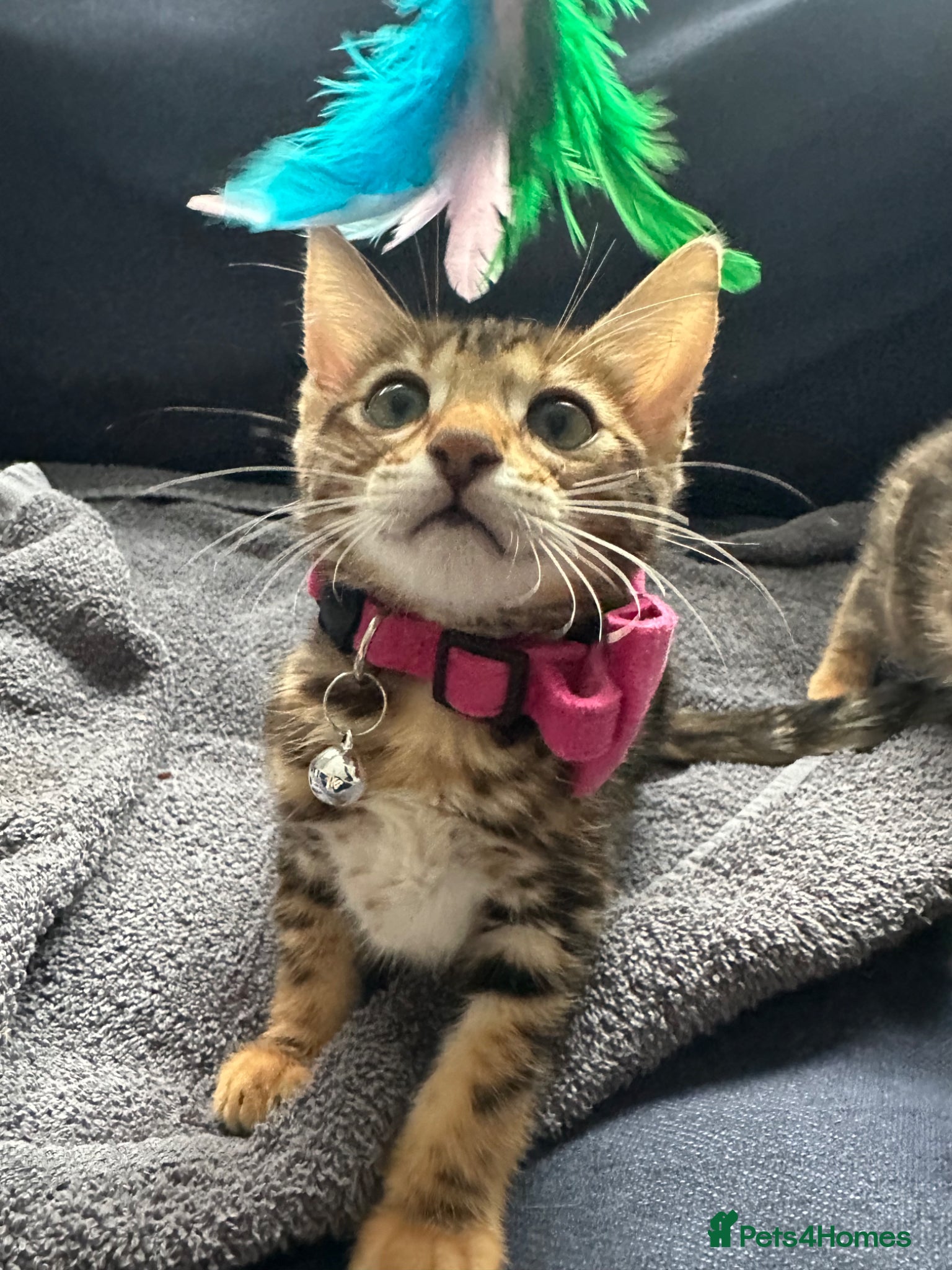 Bengal cats Stunning pure breed Bengal kittens - Advert 1