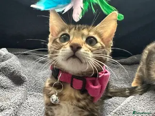 Bengal cats Stunning pure breed Bengal kittens - Advert 2