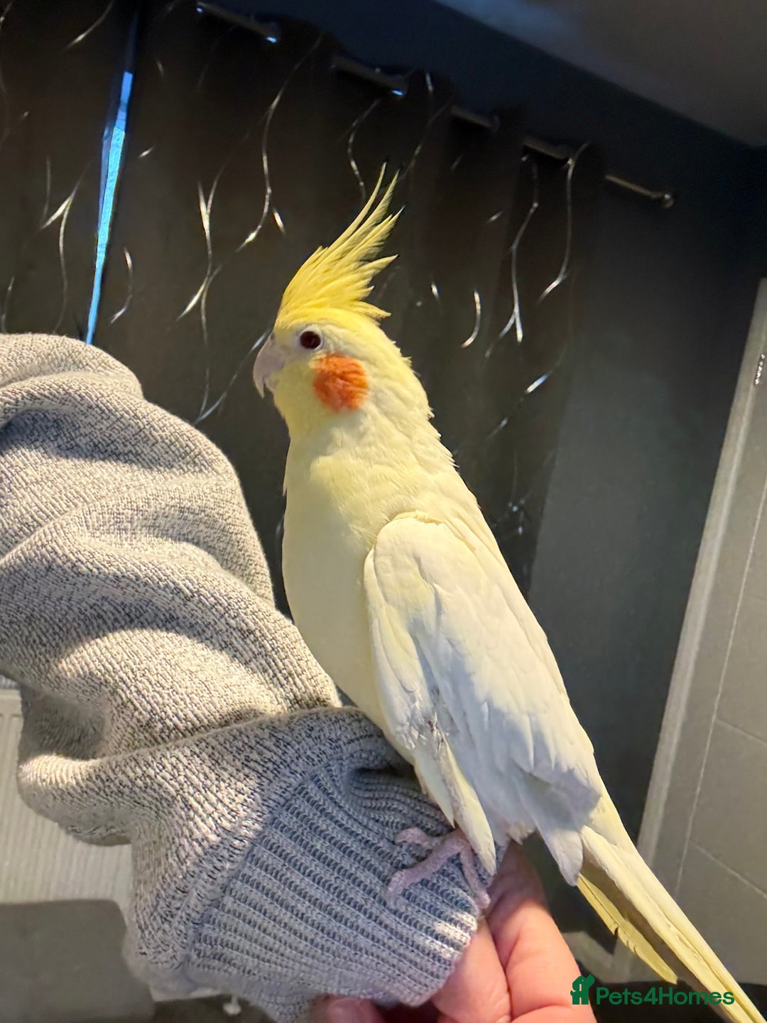 Cockatiels birds for sale: Pair of cockatiels- male and female  - Advert 4