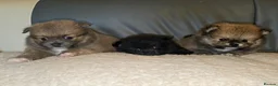 Pomeranian dogs for sale: Extra small fluffy Pomeranian Puppies  - Advert 3