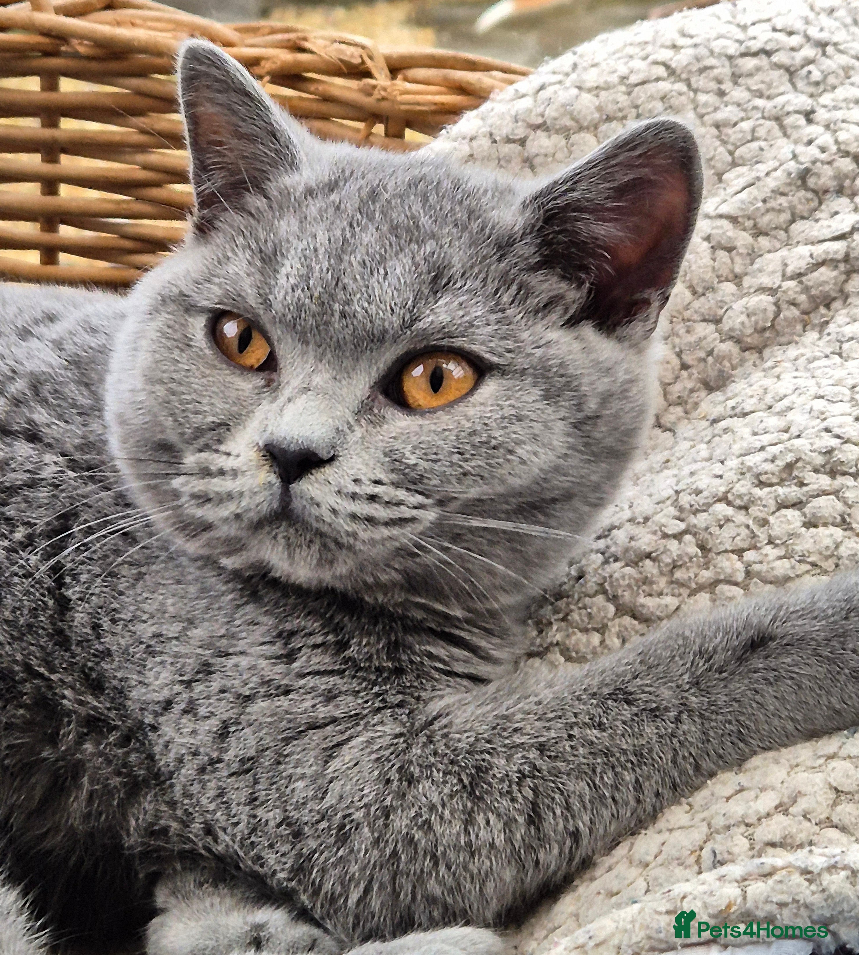 British Shorthair cats Stunning BSH kitten GCCF Reg Champion sired - Advert 1