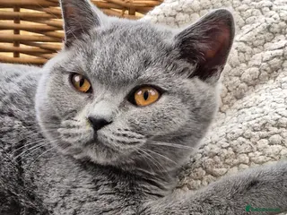 British Shorthair cats Stunning BSH kitten GCCF Reg Champion sired - Advert 1