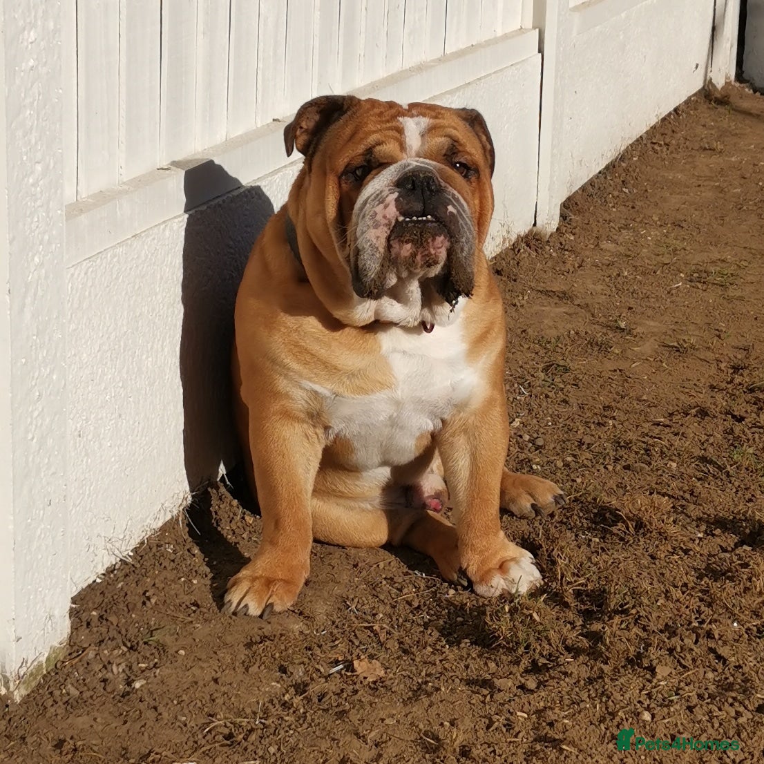 English Bulldog dogs ENGLISH BULLDOG RED AND WHITE KC - Advert 3
