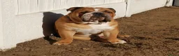 English Bulldog dogs for sale: ENGLISH BULLDOG RED AND WHITE KC - Advert 1