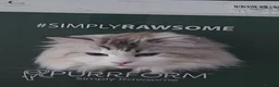 Ragdoll cats for sale: Active male ragdoll  - Advert 3