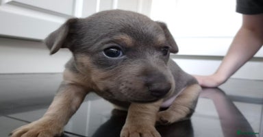Jack Russell dogs - Advert 4