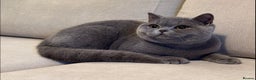 British Shorthair cats for sale: Lovely BSH  - Advert 2
