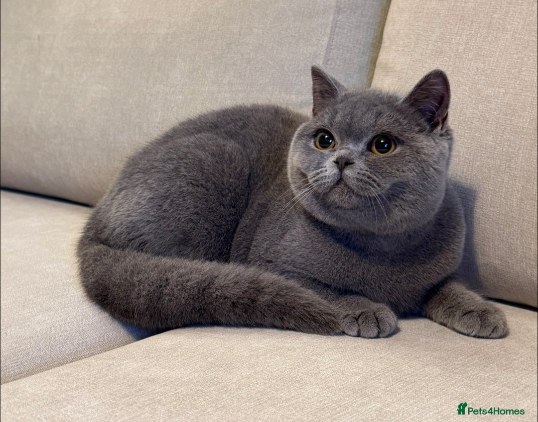 British Shorthair cats for sale: Lovely BSH  - Advert 2