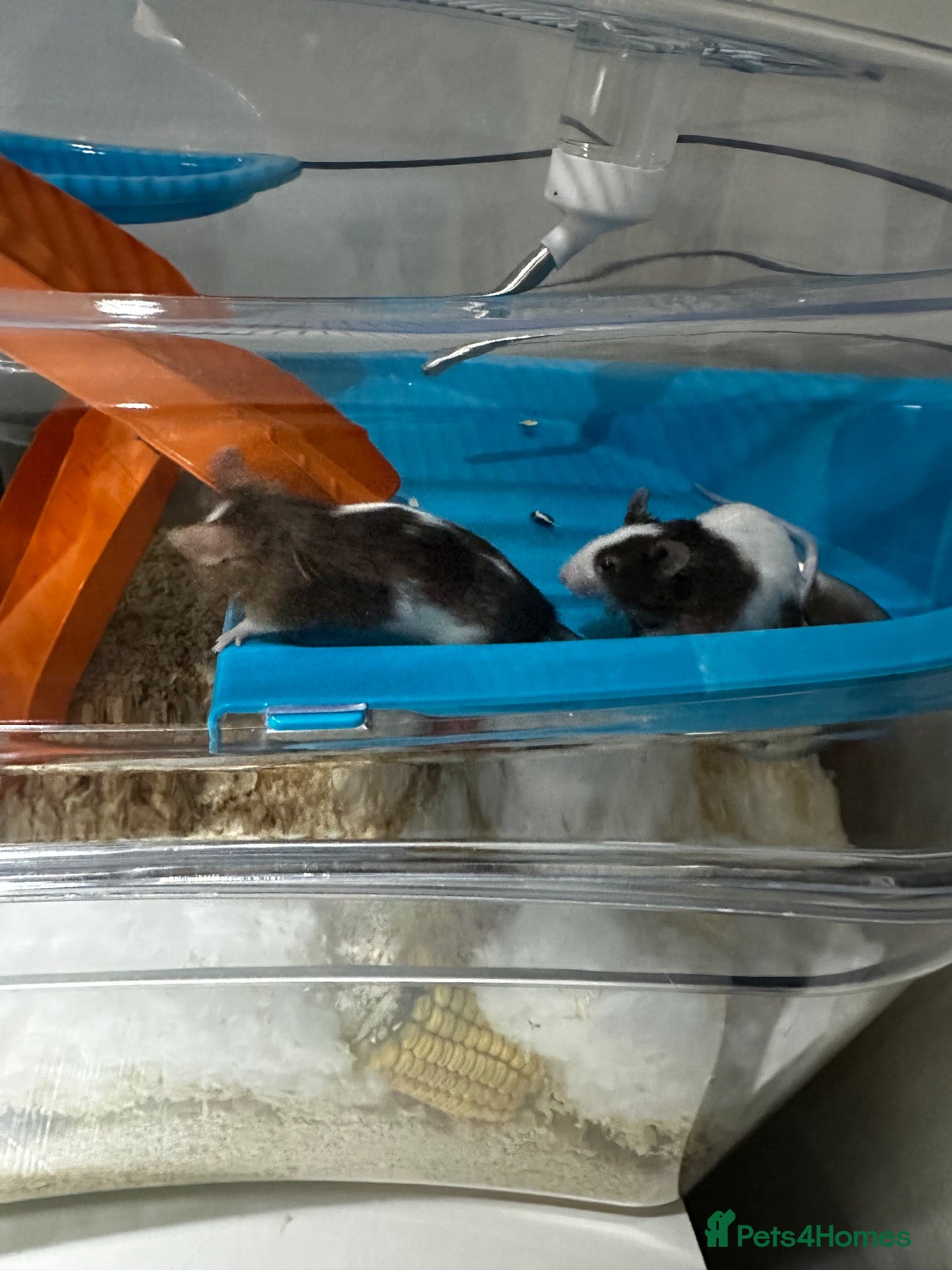 Mouse rodents Beautiful mice - Advert 5