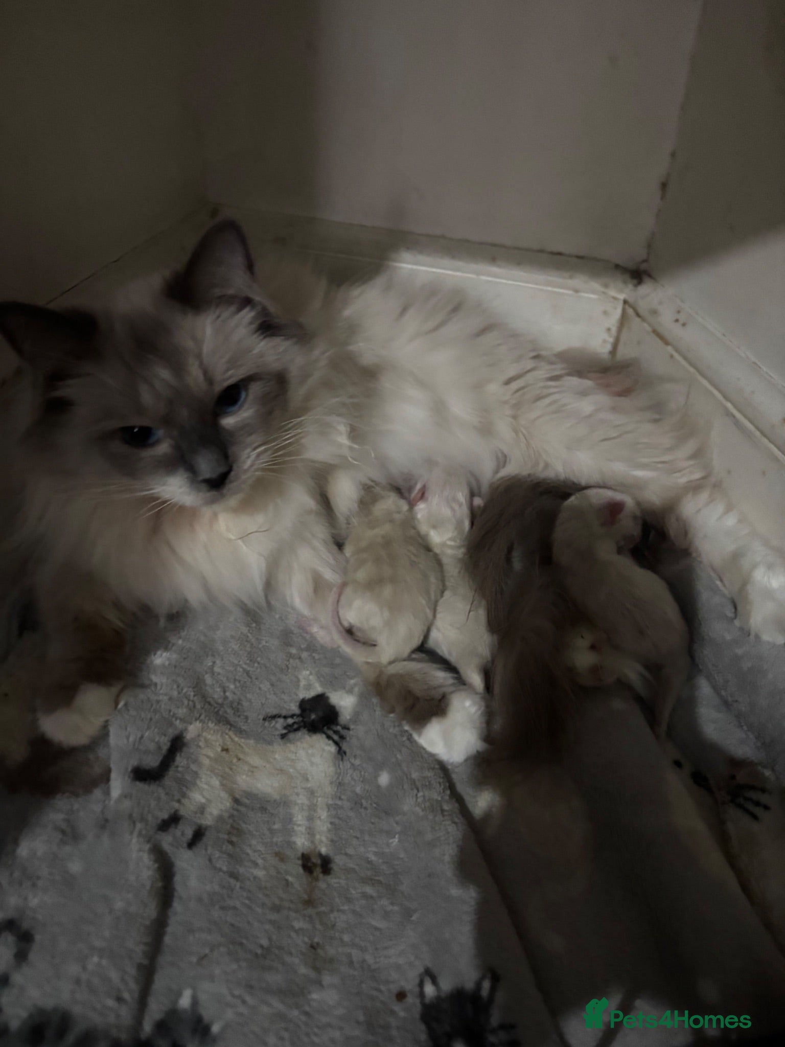 Ragdoll cats Ragdoll kittens (reservations open!) - Advert 1