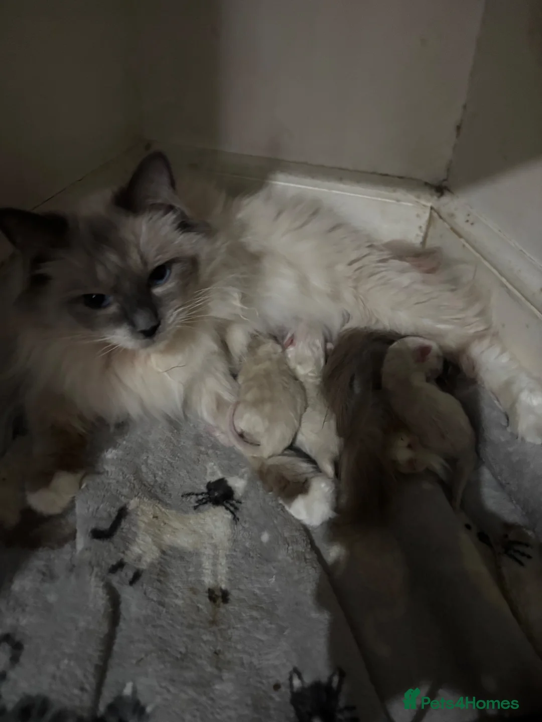Ragdoll cats for sale: Ragdoll kittens (reservations open!) in Carnoustie - Advert 1