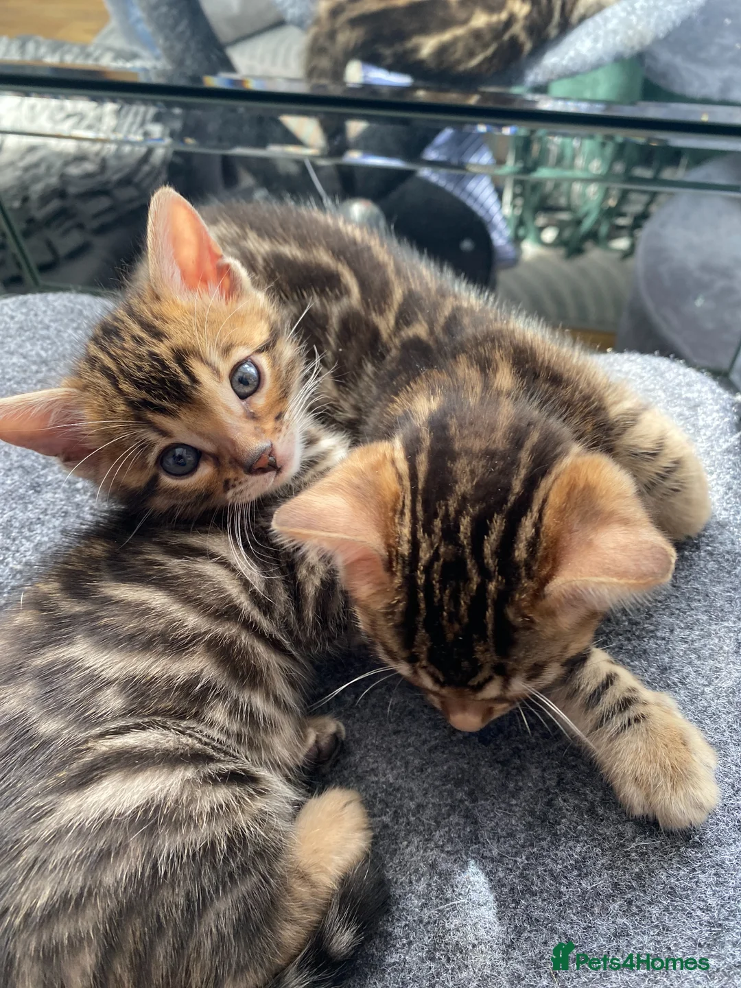Bengal cats for sale: Two Little Princesses - Advert 2