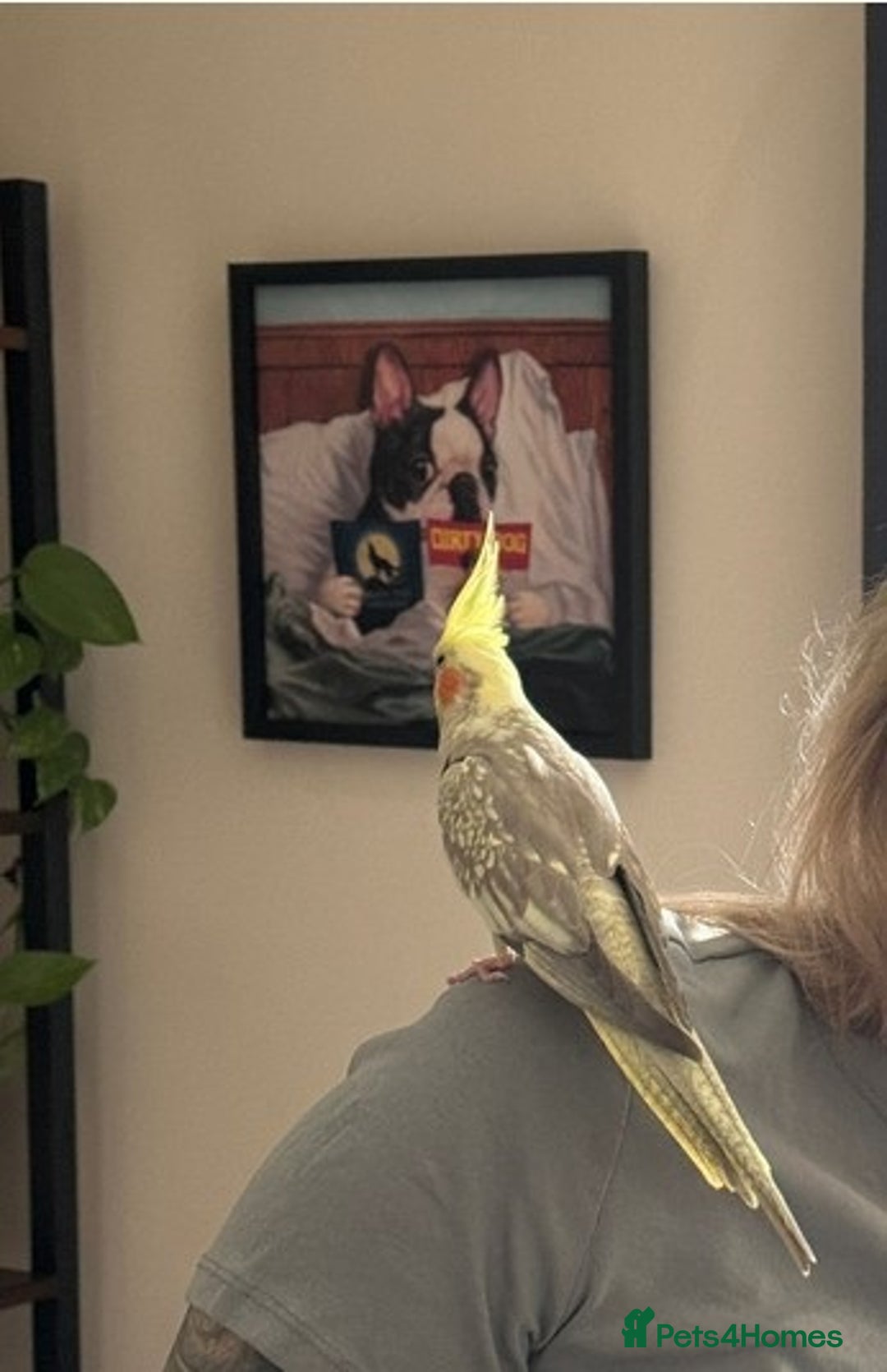 Cockatiels birds for sale: Female Cockatiel for sale - Advert 2