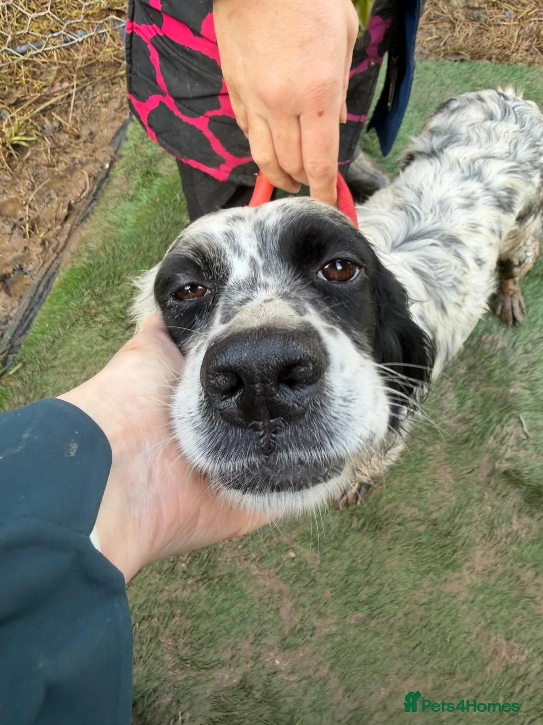 English Setter dogs for adoption: Kora  - Advert 10