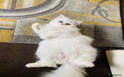 Persian cats for sale: Persian Chinchilla Kittens - Image 21