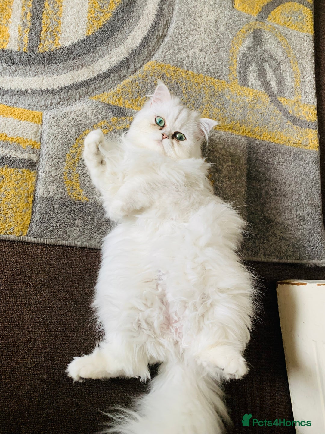 Persian cats for sale: Persian Chinchilla Kittens - Image 21