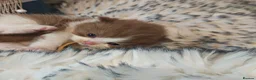 British Longhair cats for sale: Cinnamon & fawn bi colour longhair BLH  - Advert 9