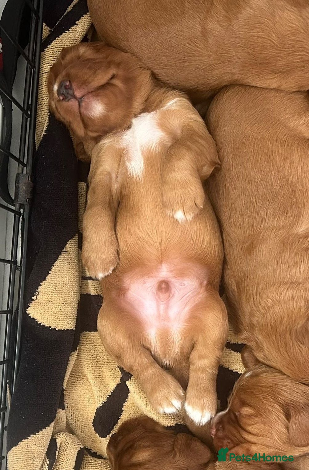Cocker Spaniel dogs Red Working Cocker Spaniels - Advert 2