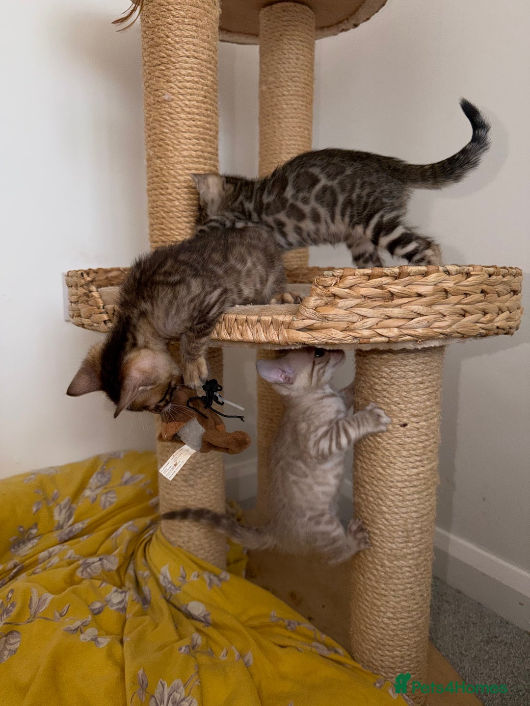 Bengal cats for sale: Pure Bengal Kittens, Ready NOW  - Image 12
