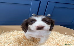 Cocker Spaniel dogs for sale: Cocker Spaniel puppies - Image 22