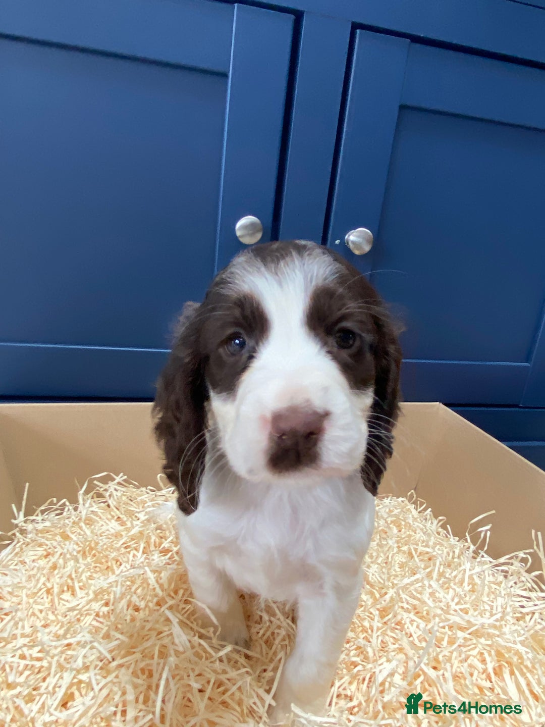 Cocker Spaniel dogs for sale: Cocker Spaniel puppies - Image 22