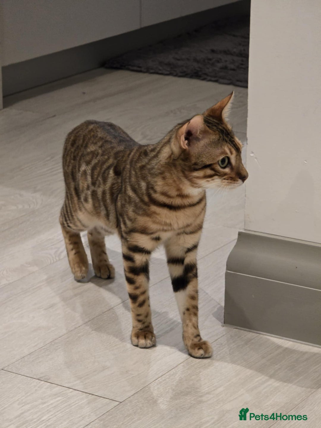 Bengal cats for sale: Male bengal for sale - Advert 3