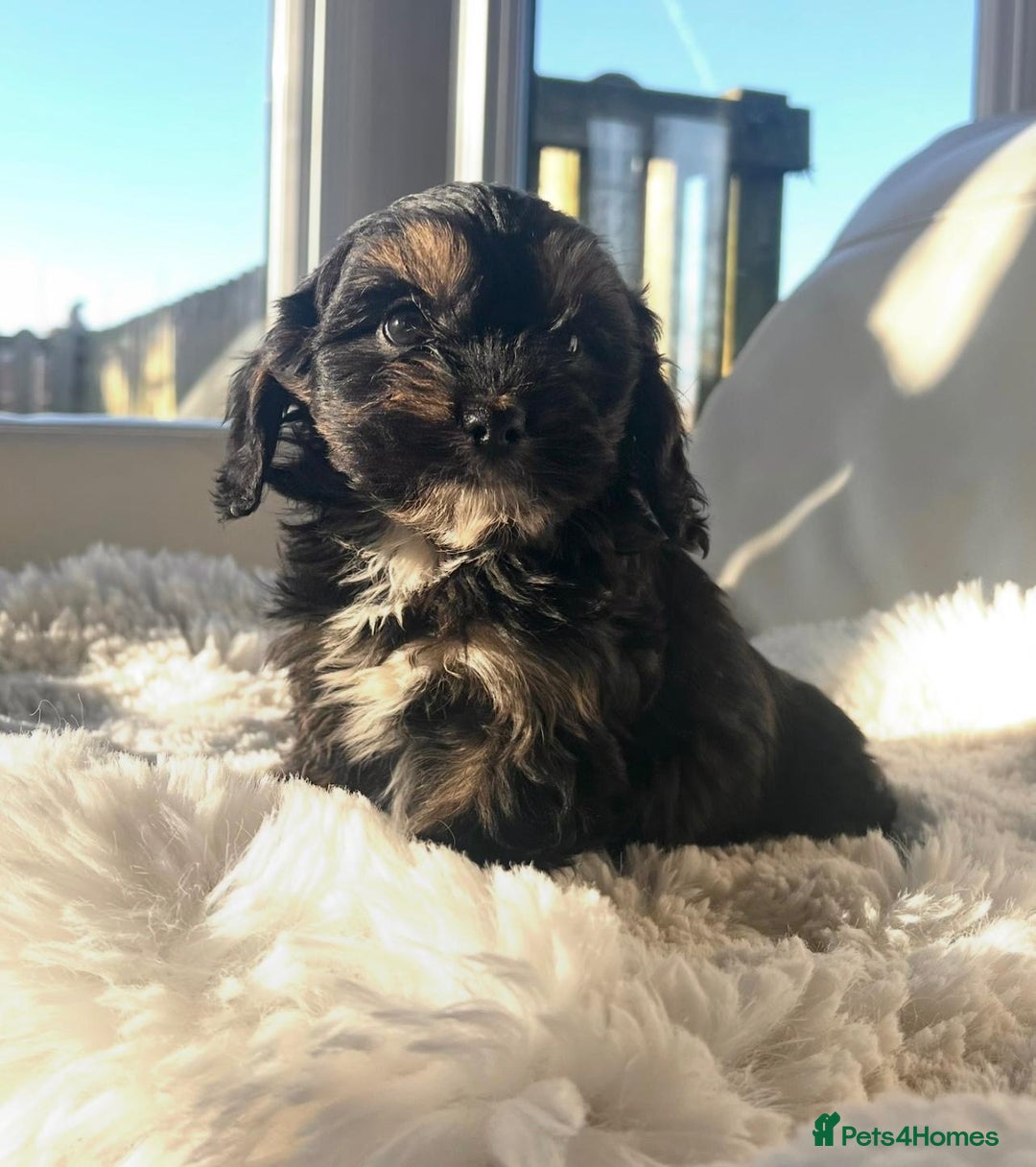 Cavapoo dogs for sale: Gorgeous Toy F1 Cavapoo Puppies  - Advert 8