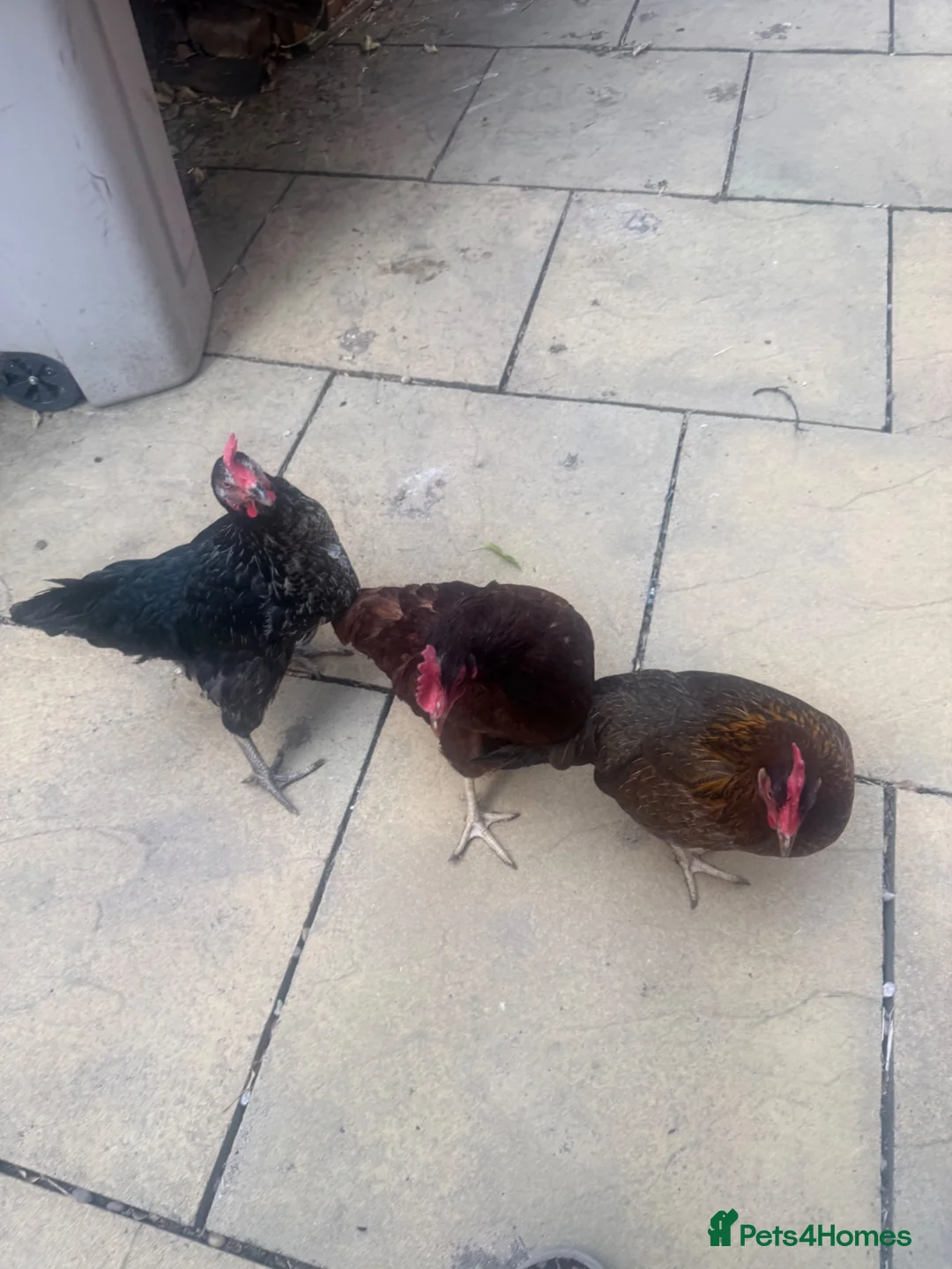 Chickens poultry for sale: Chickens for re homing  in Birmingham - Advert 2