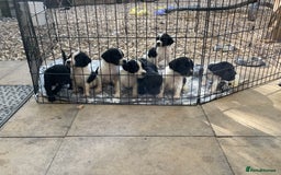Cockerdor dogs for sale: Spaniel x lab  - Image 1