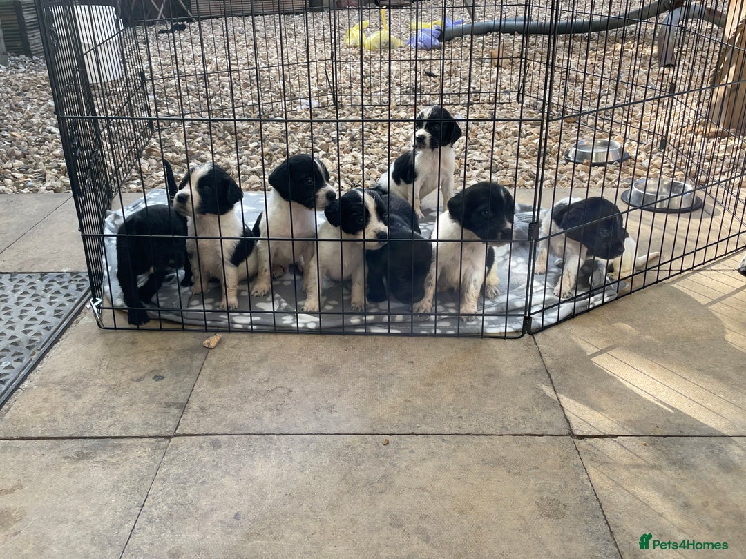 Cockerdor dogs for sale: Spaniel x lab  - Image 1