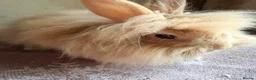 Lionhead rabbits for sale: Beautiful Lionheads  - Advert 6