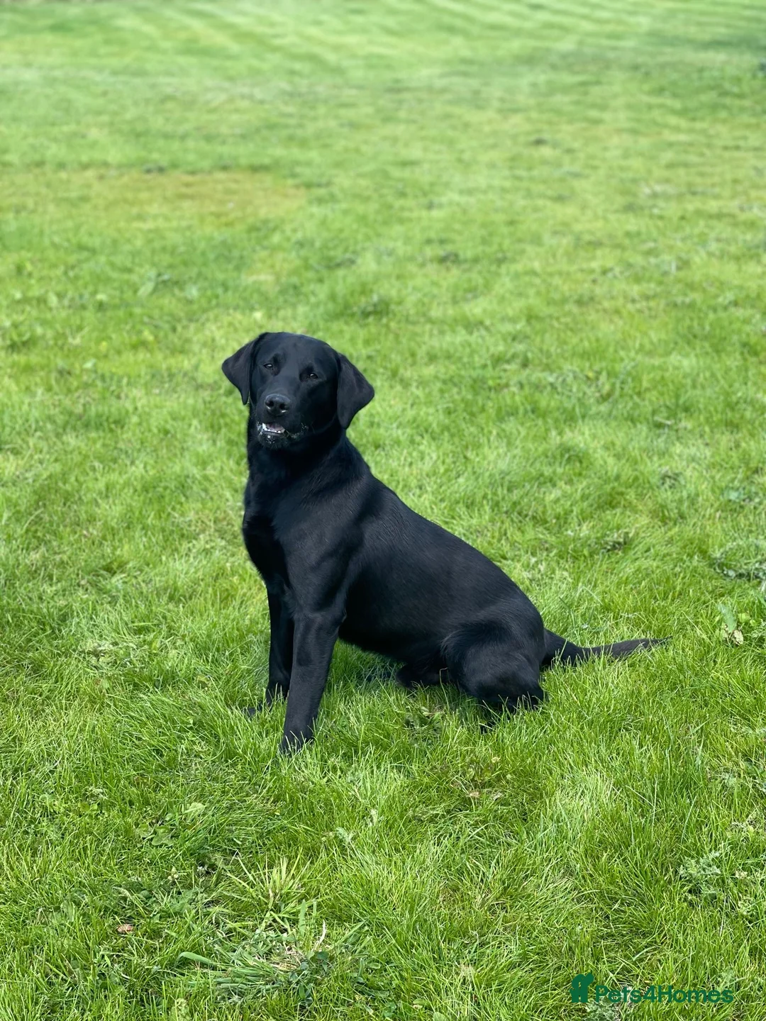 Labrador Retriever dogs for sale: Stunning Black Labrador Puppies - Due 25th March in Peterborough - Advert 12