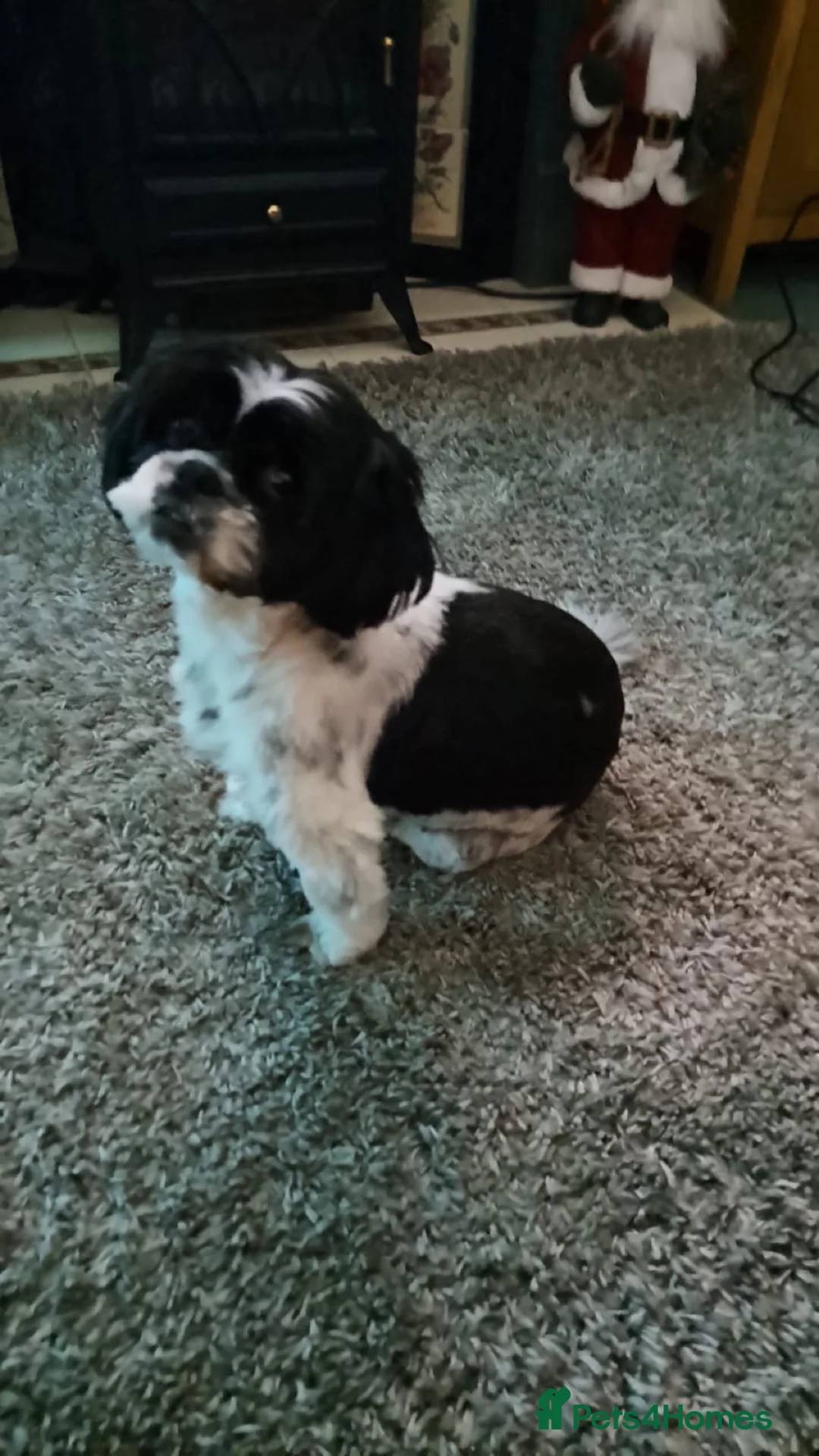 Mixed Breed dogs for sale: Oxcroft border terrier x Shih Tzu pups - Advert 2
