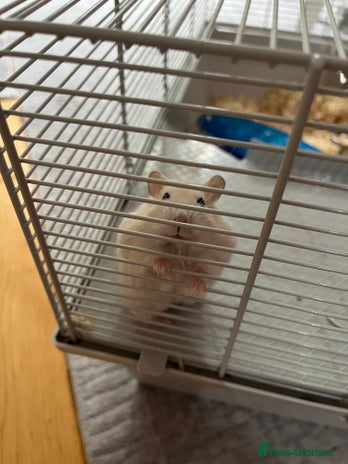 Hamster rodents - Advert 8