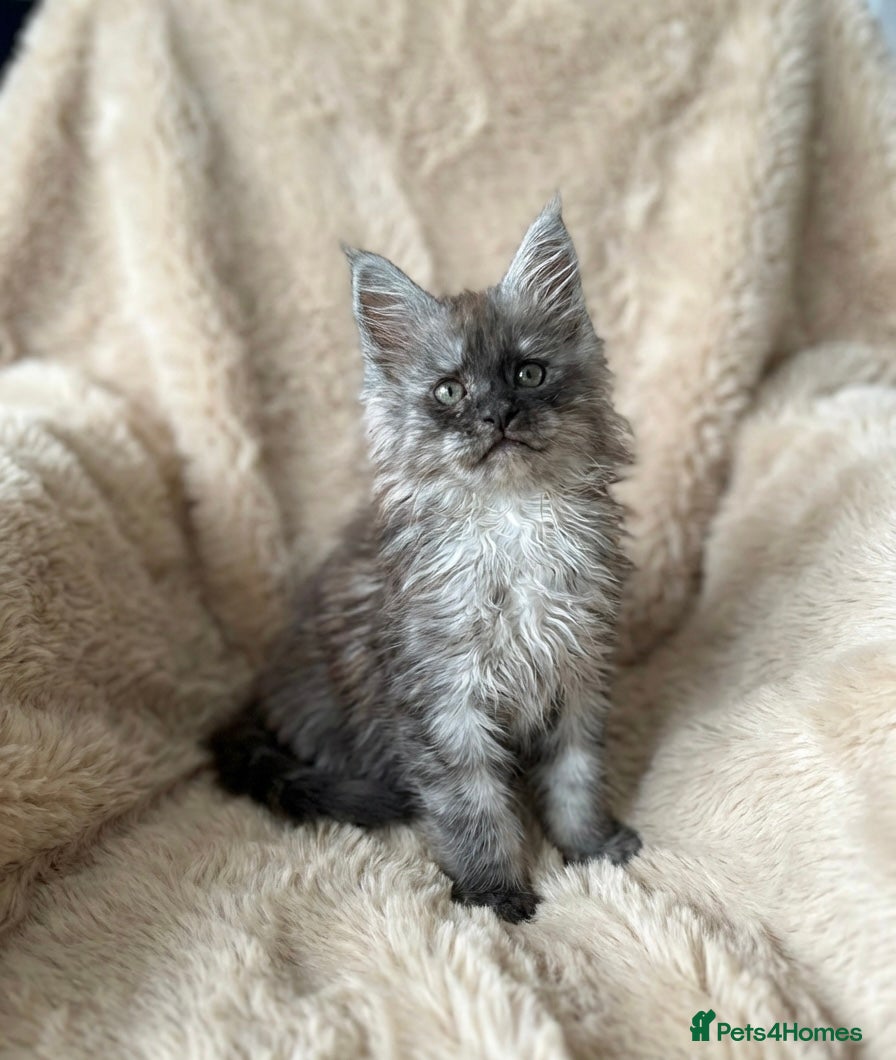 Maine Coon cats Stunning TICA registered Maine Coon Kittens - Advert 7