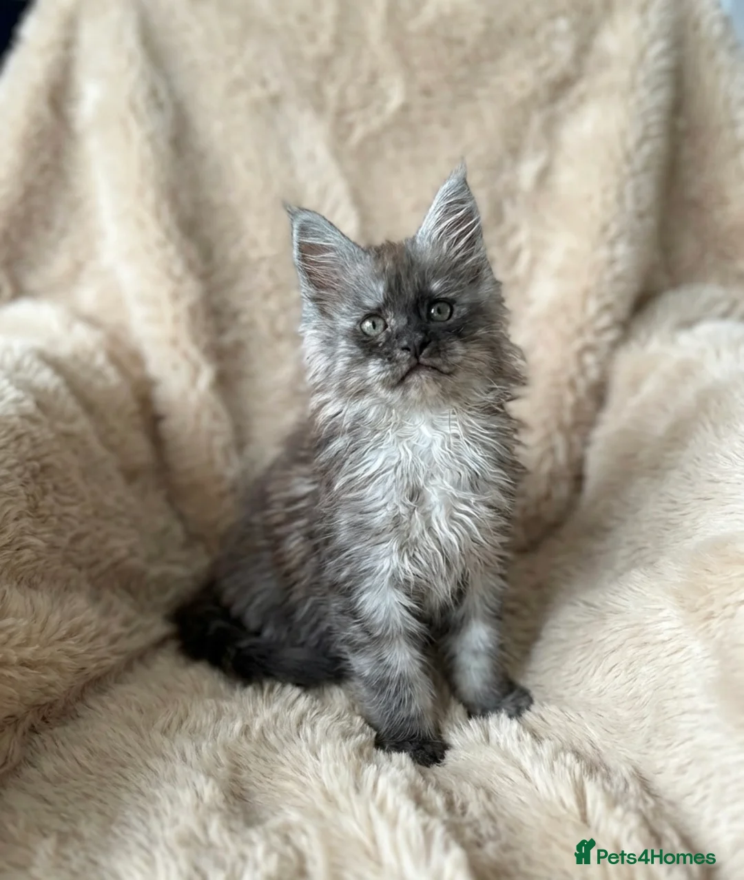 Maine Coon cats for sale: Stunning TICA registered Maine Coon Kittens - Advert 1